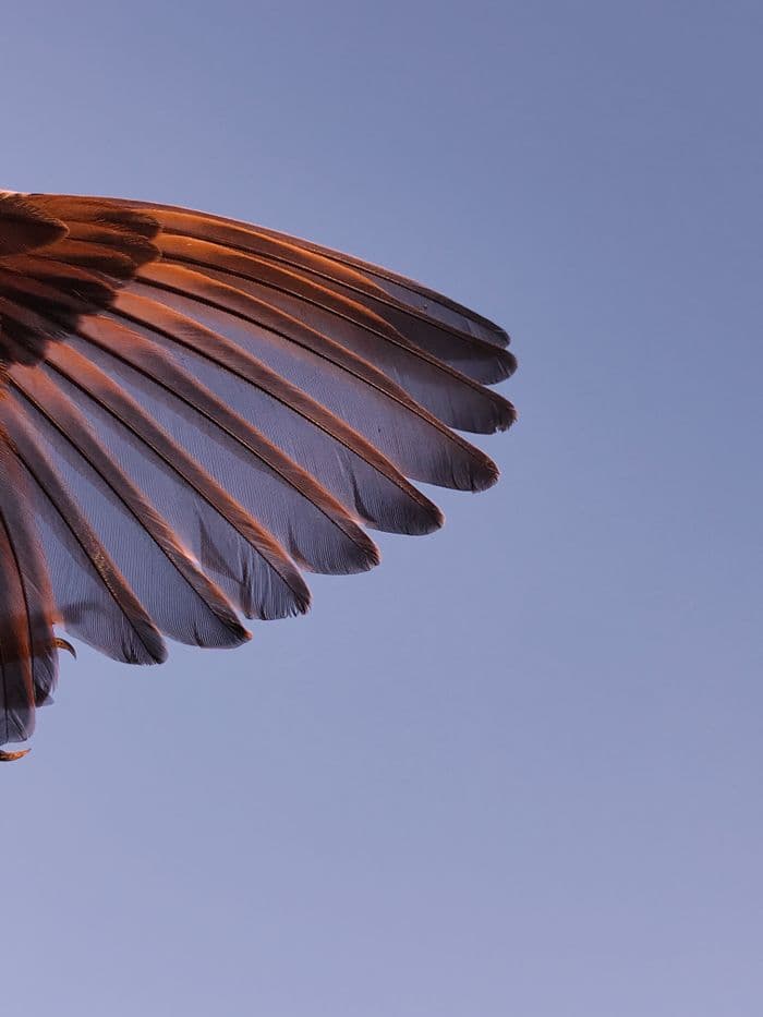 Bird wing against blue sky