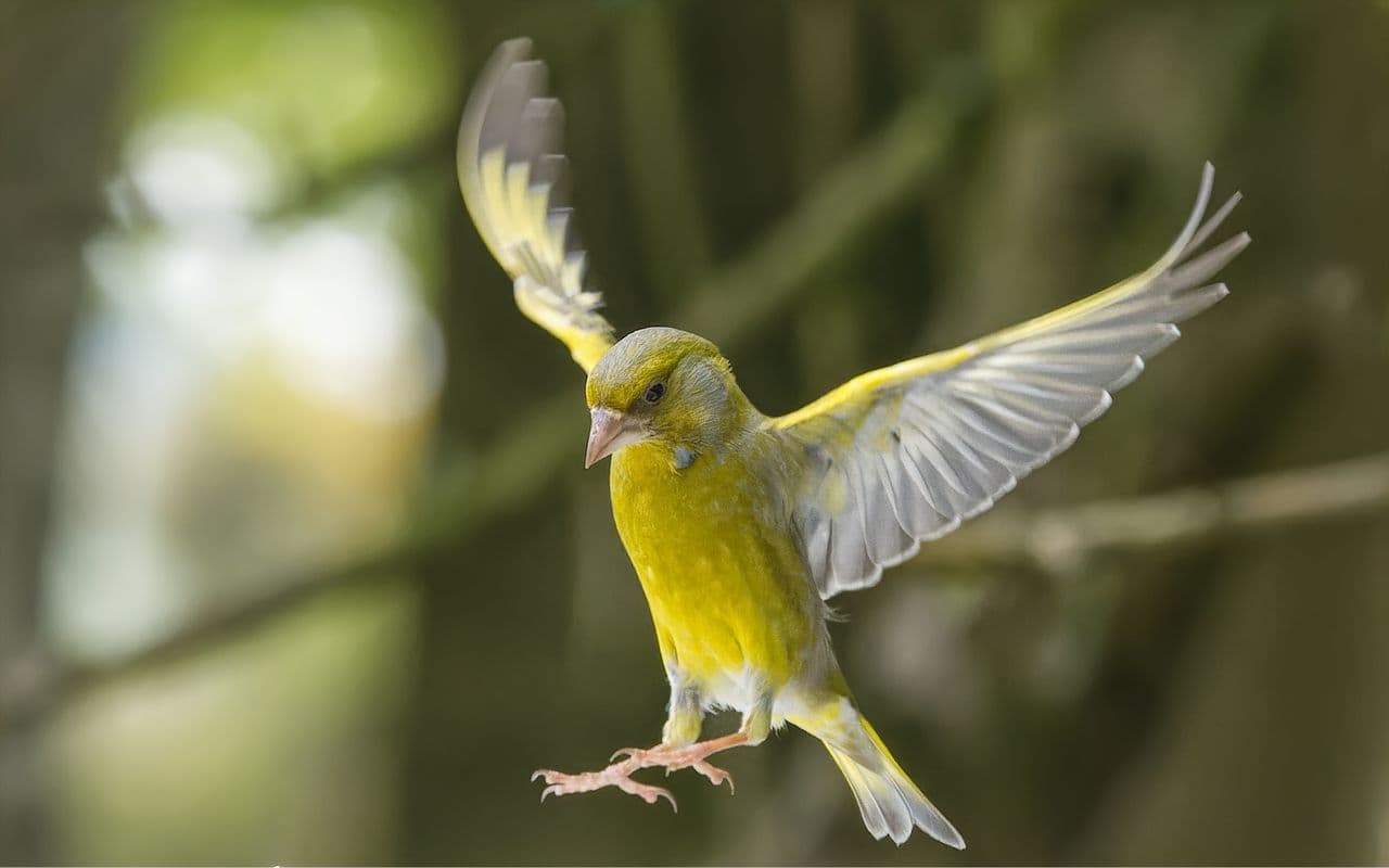 Close-up photo of a flying European Greenfinch, showcasing motion and wildlife beauty.
